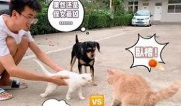 抖音网红猫吃瓜是真的吗,真相揭秘还是网络炒作？